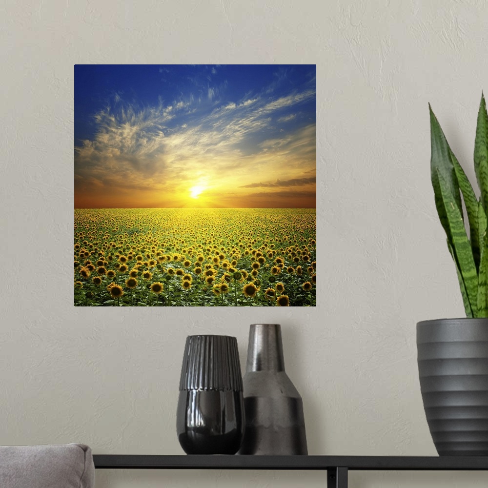 A modern room featuring Summer landscape: beautiful sunset over sunflowers field.