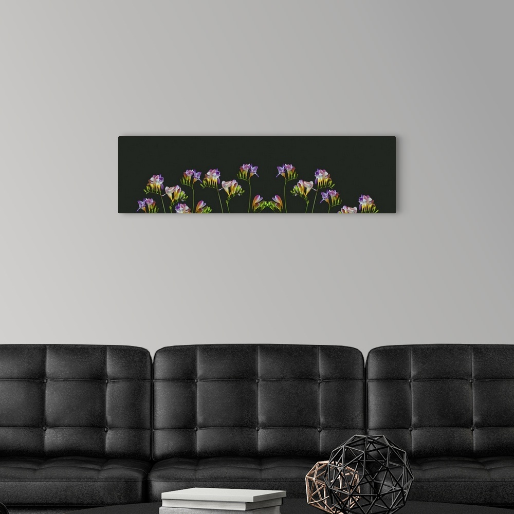 A modern room featuring Surrealistic collage of many colorful freesias, blooms, and buds on green background.
