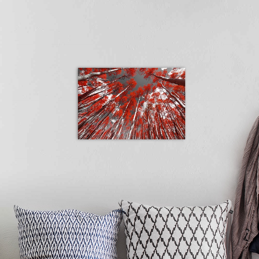 A bohemian room featuring Forest of red trees on a black and white background.