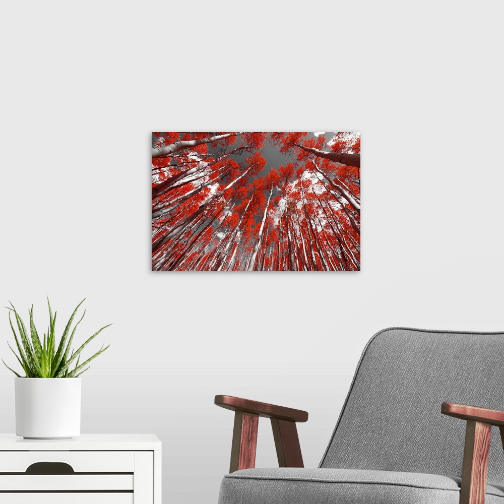 A modern room featuring Forest of red trees on a black and white background.