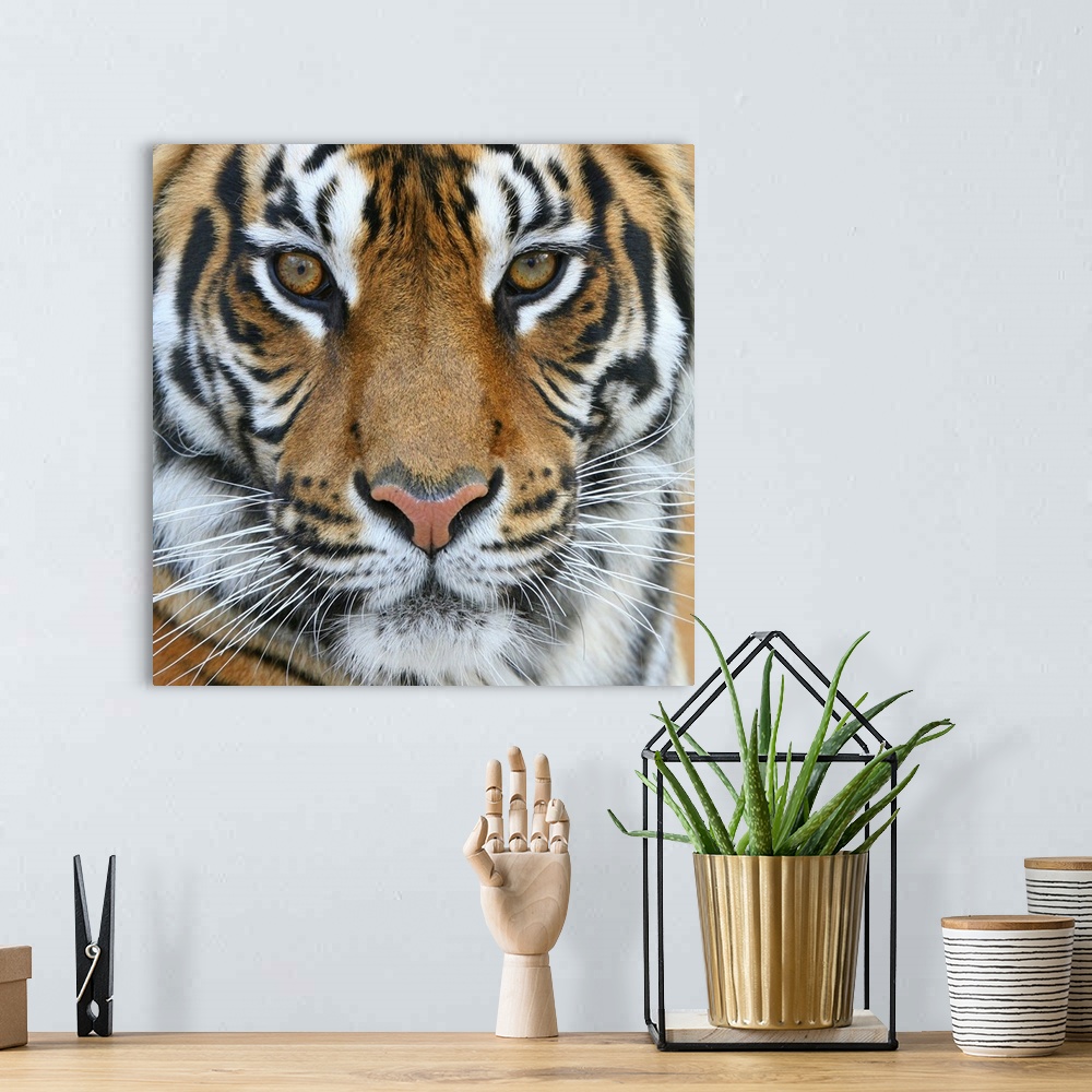 A bohemian room featuring Tiger