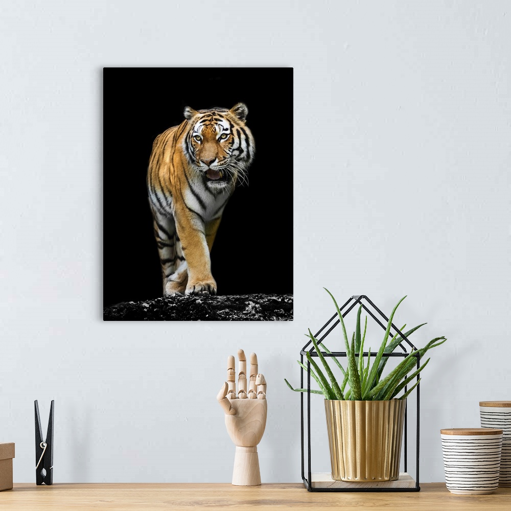 A bohemian room featuring A tiger on black background.