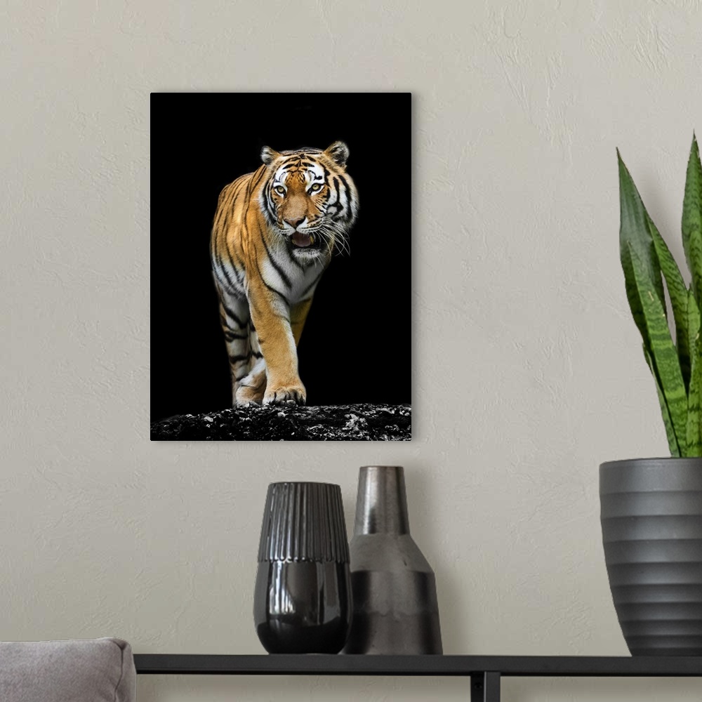 A modern room featuring A tiger on black background.