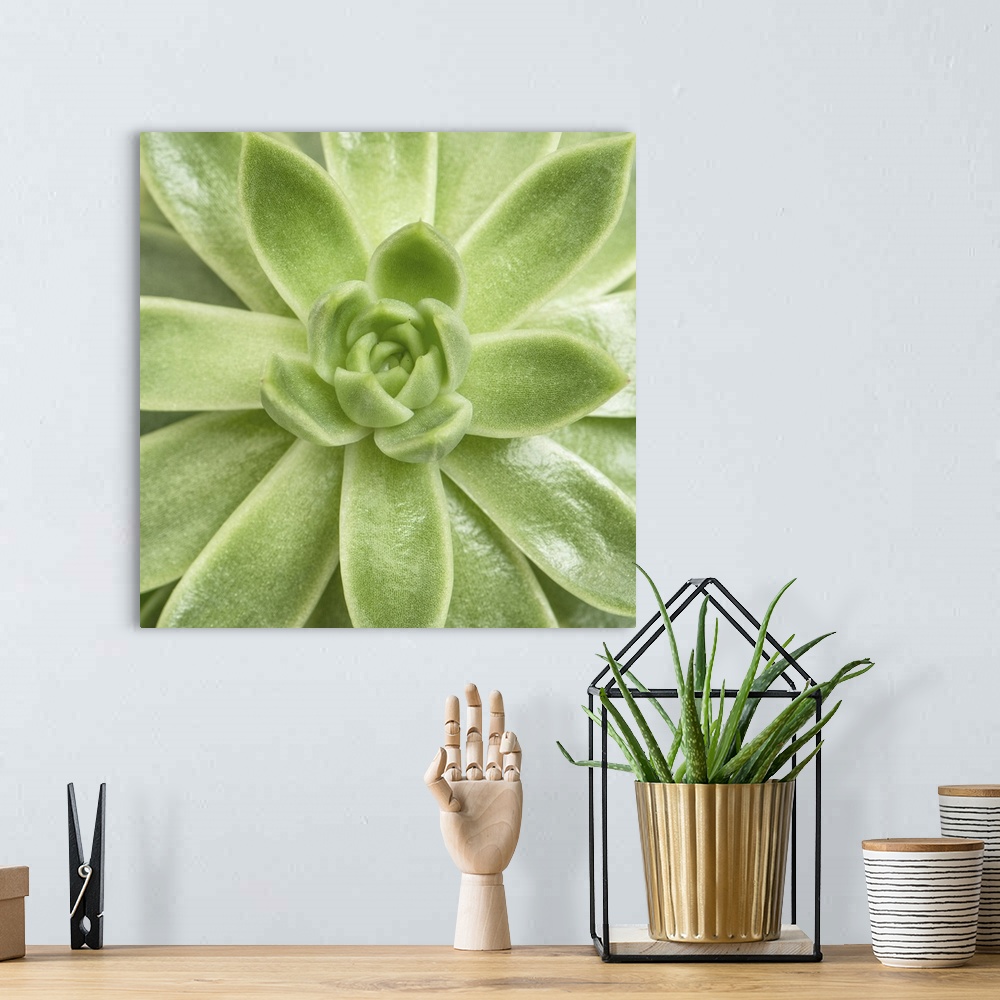 A bohemian room featuring Top View Of A Succulent Plant