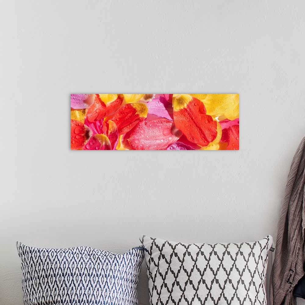 A bohemian room featuring Top view of bright tulip petals with water drops, panoramic shot.