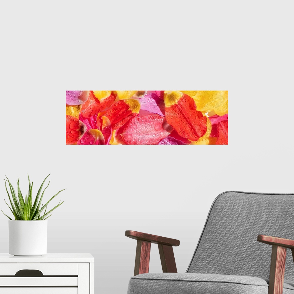 A modern room featuring Top view of bright tulip petals with water drops, panoramic shot.