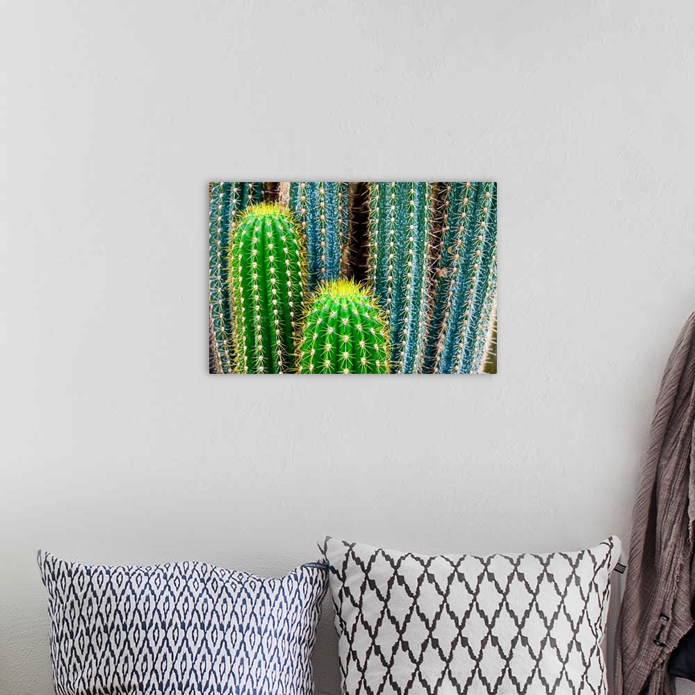 A bohemian room featuring Tropical Green Cactus