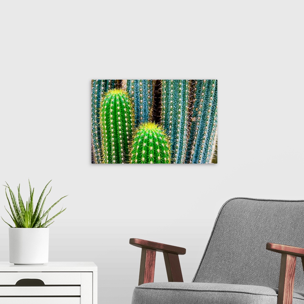 A modern room featuring Tropical Green Cactus