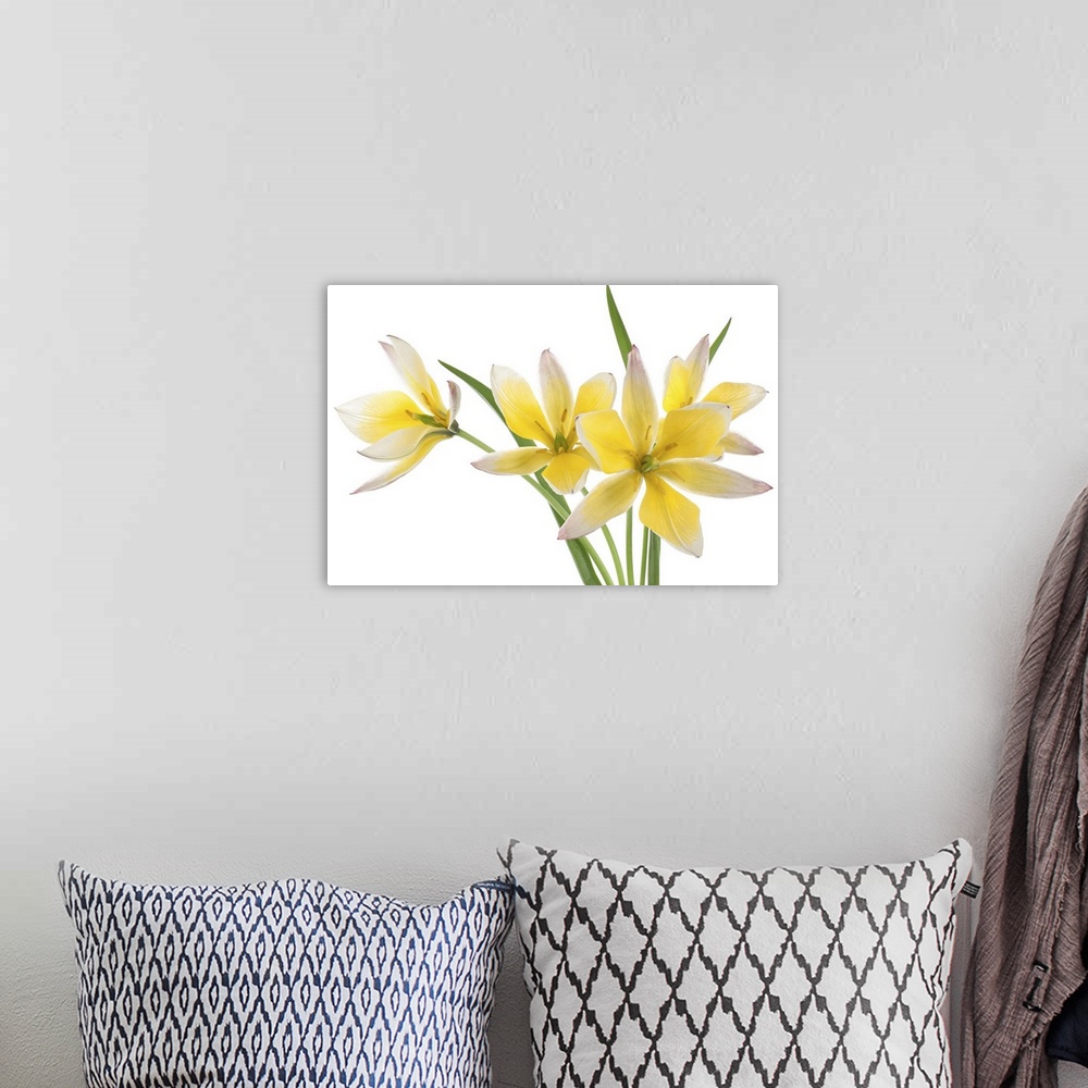 A bohemian room featuring Studio shot of yellow and white colored Tulip isolated on a white background.