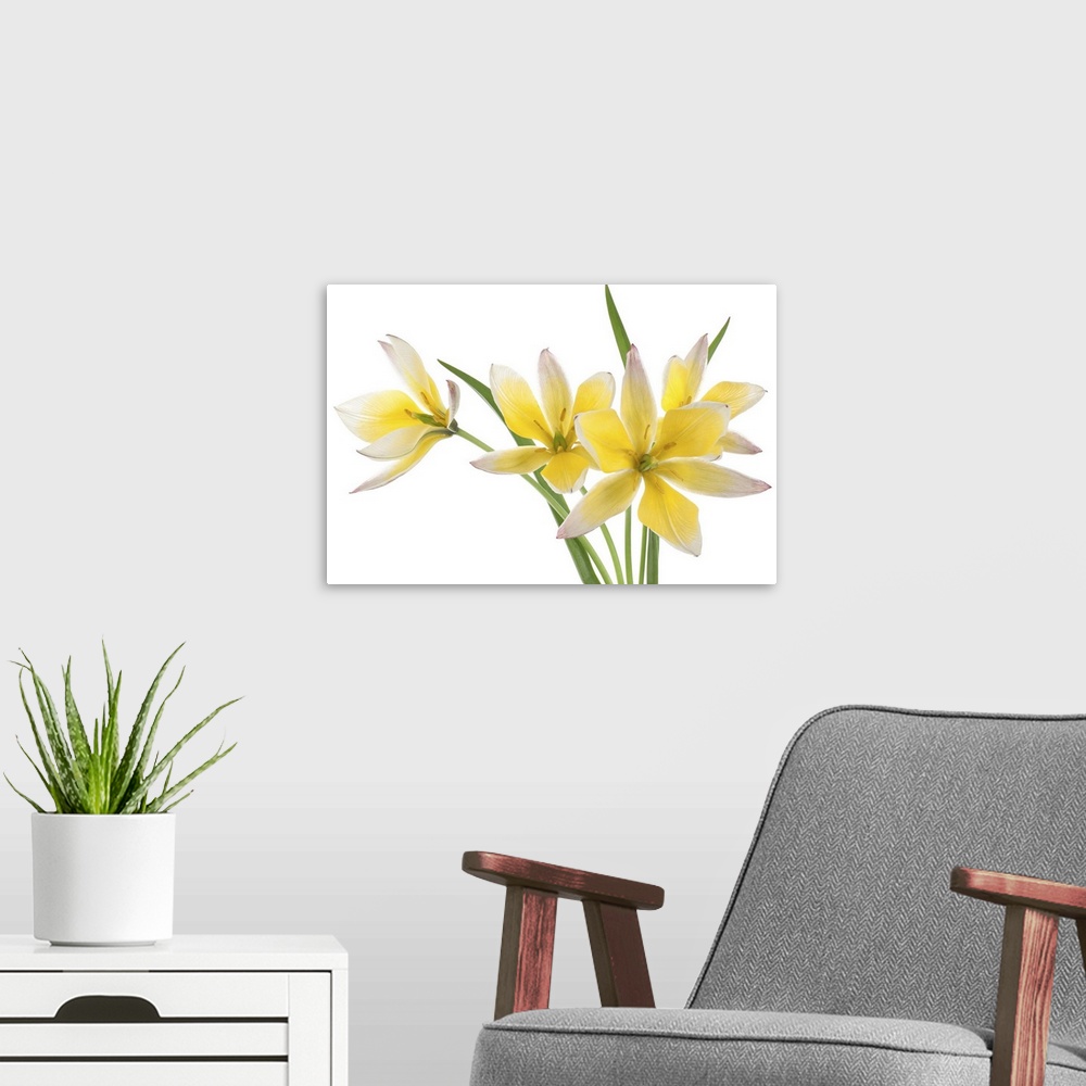 A modern room featuring Studio shot of yellow and white colored Tulip isolated on a white background.