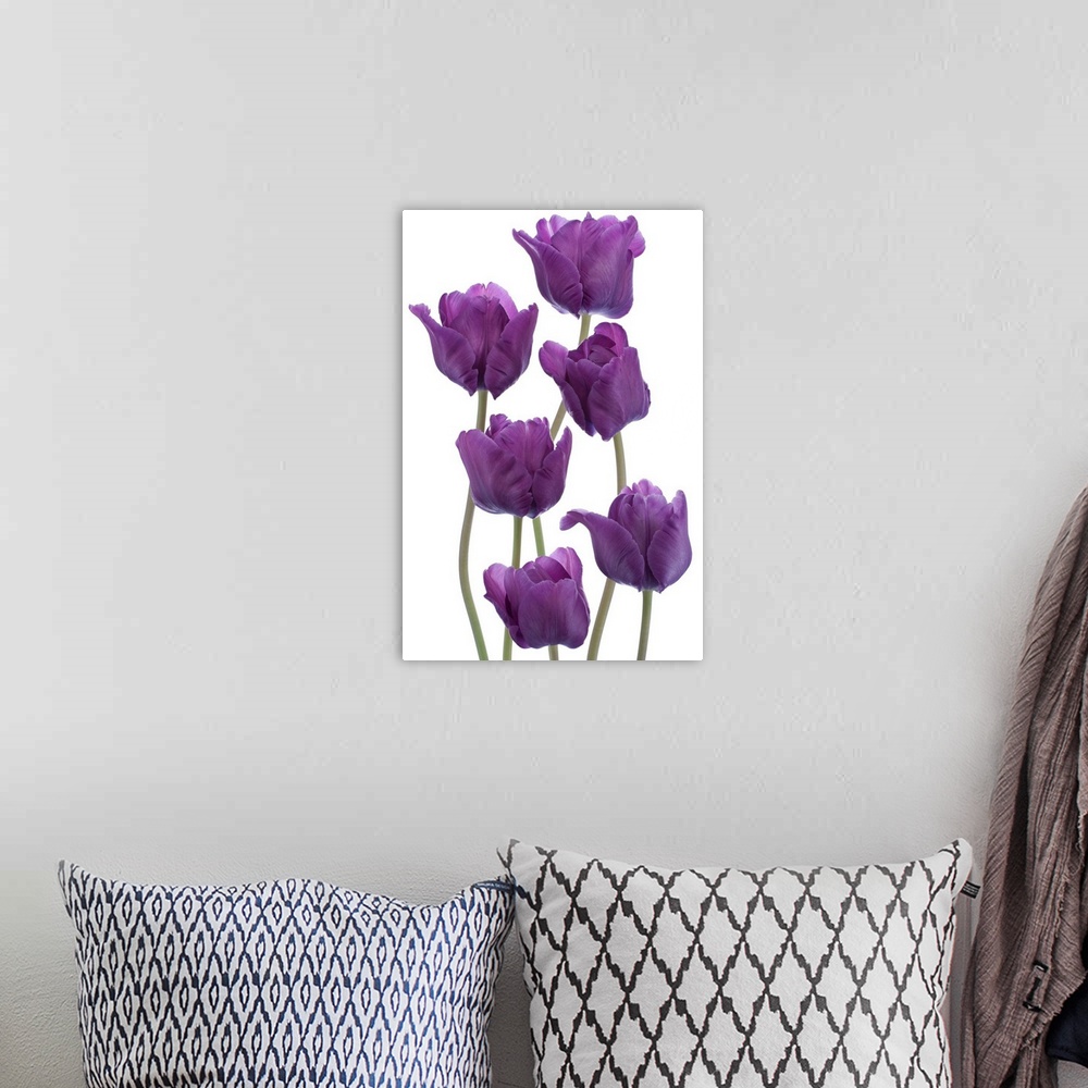A bohemian room featuring Studio shot of purple colored tulip flowers isolated on white background. Large depth of field (D...