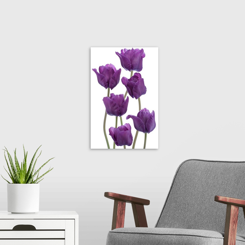A modern room featuring Studio shot of purple colored tulip flowers isolated on white background. Large depth of field (D...