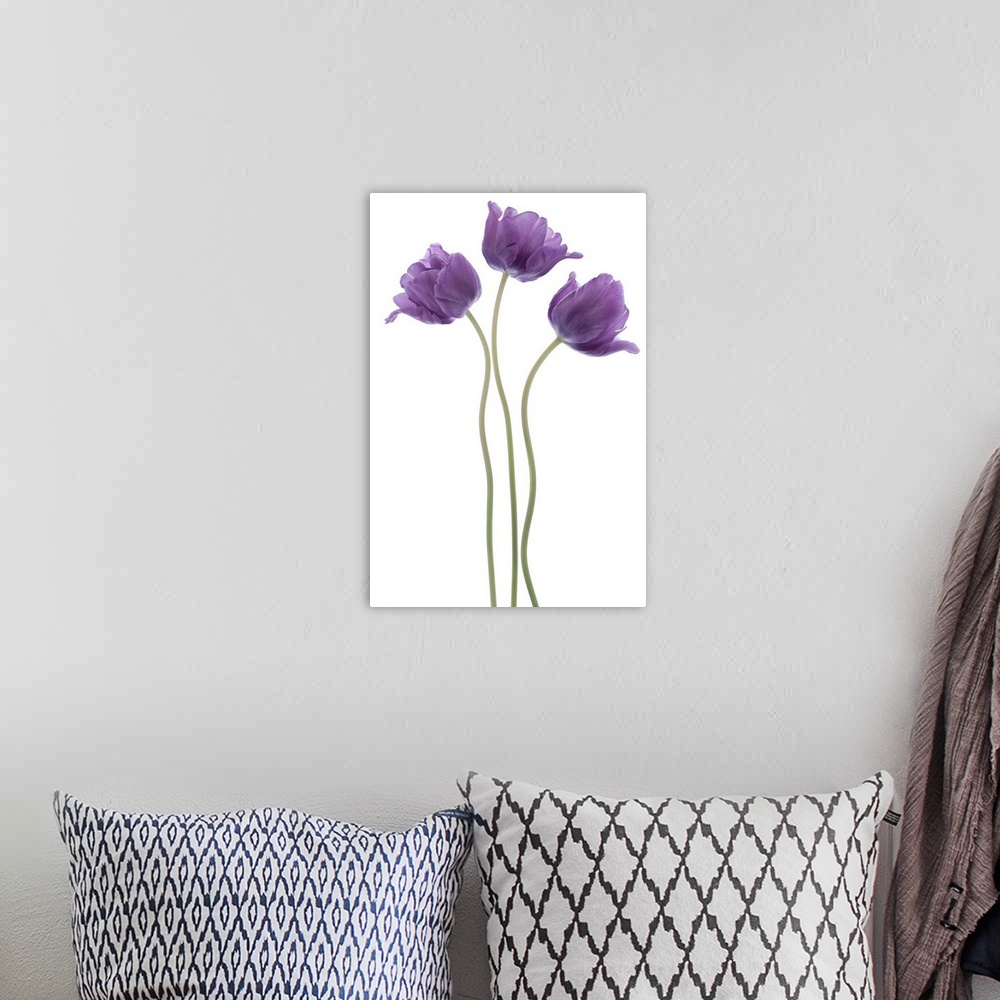 A bohemian room featuring Studio shot of violet colored tulip flowers isolated on a white background. Large depth of field ...