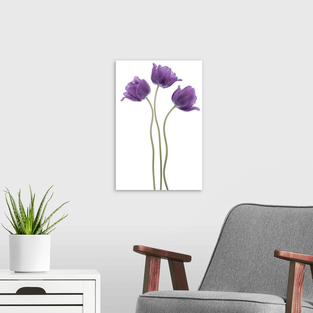 A modern room featuring Studio shot of violet colored tulip flowers isolated on a white background. Large depth of field ...