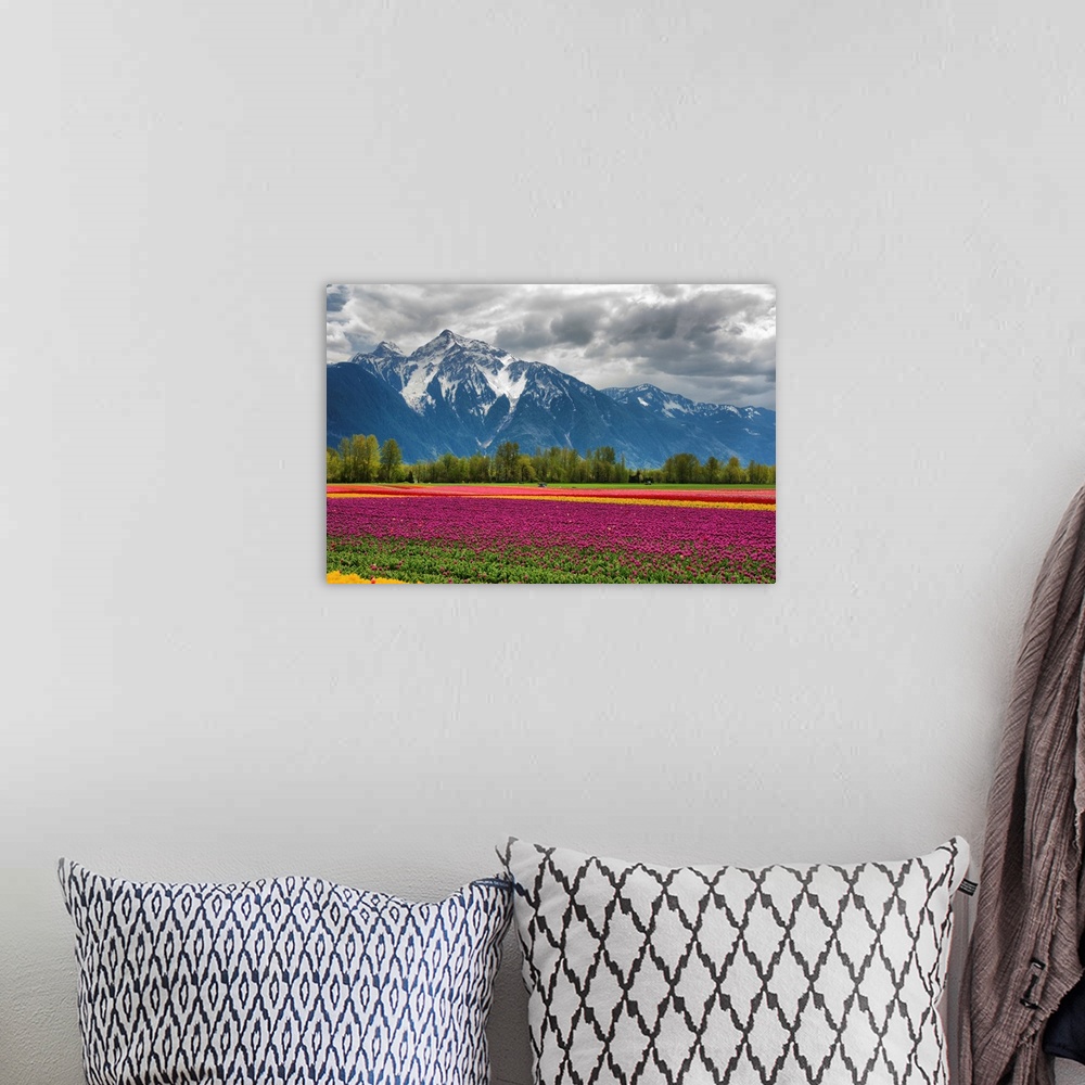 A bohemian room featuring A vibrant field of tulips with a majestic snow-capped mountain in background.