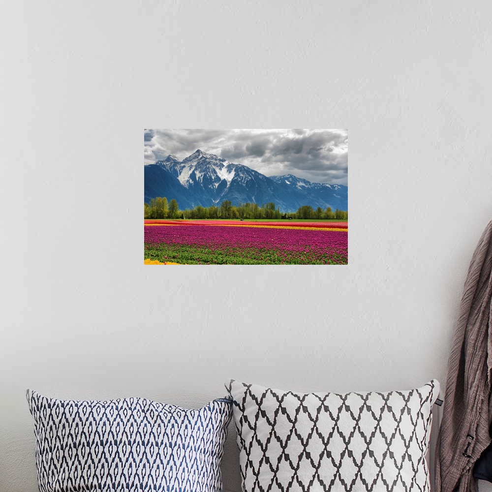 A bohemian room featuring A vibrant field of tulips with a majestic snow-capped mountain in background.