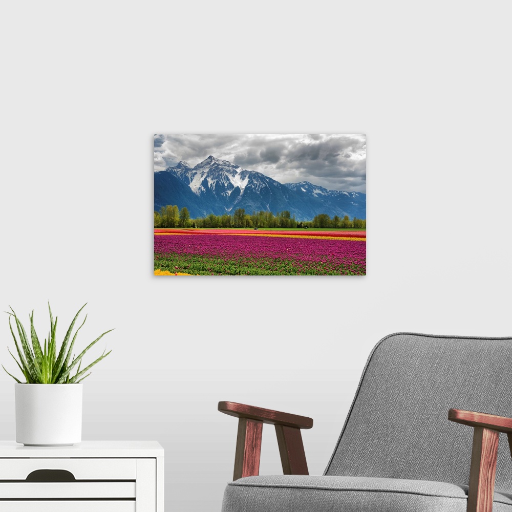 A modern room featuring A vibrant field of tulips with a majestic snow-capped mountain in background.