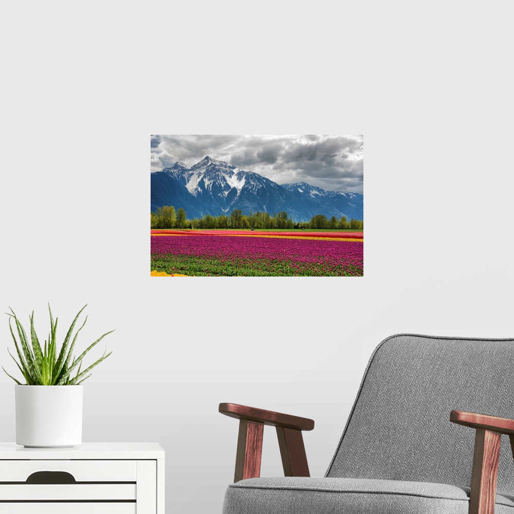 A modern room featuring A vibrant field of tulips with a majestic snow-capped mountain in background.