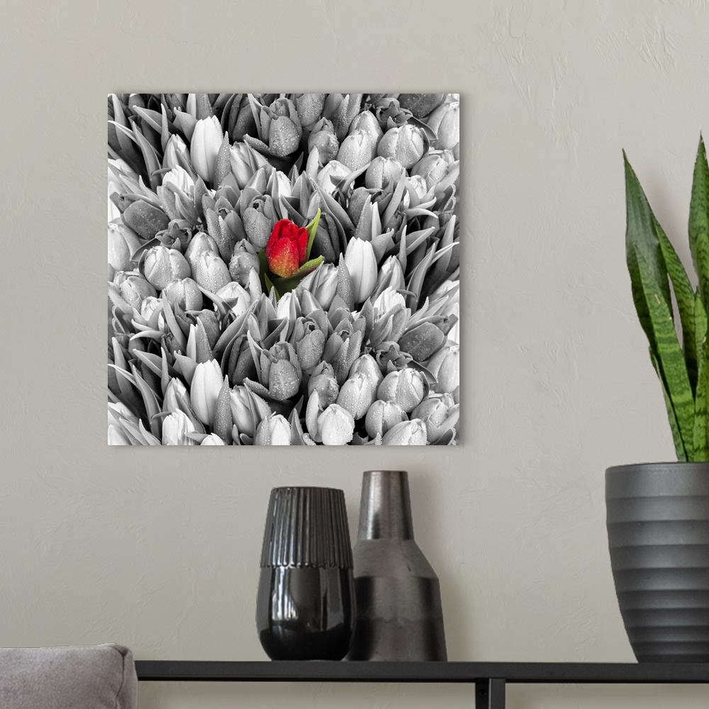 A modern room featuring Tulips. Fresh spring flowers with water drops. Black white with one red flower.