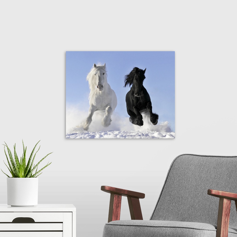 A modern room featuring White and black horse in winter.