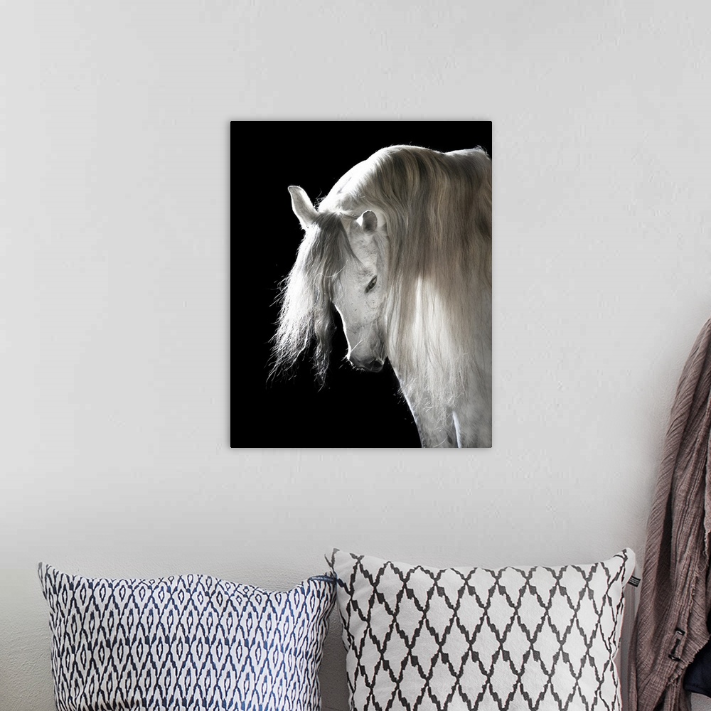 A bohemian room featuring White Andalusian horse on black background.