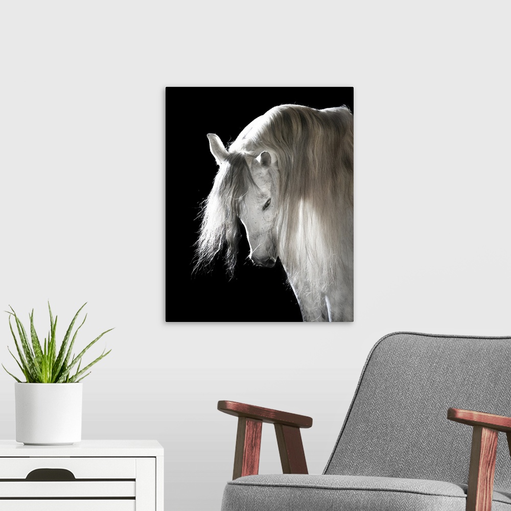 A modern room featuring White Andalusian horse on black background.