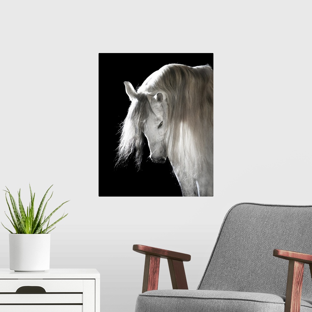 A modern room featuring White Andalusian horse on black background.