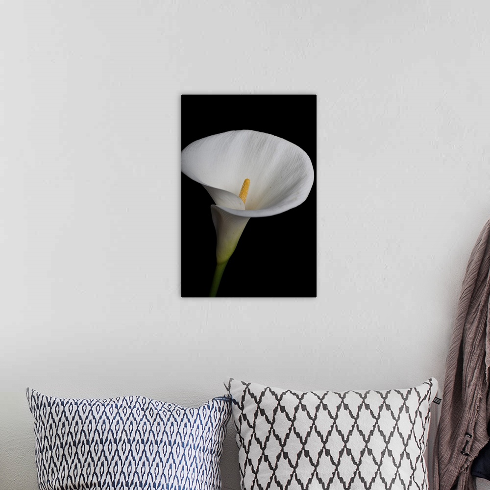 A bohemian room featuring Elegant white calla lily isolated on black background.