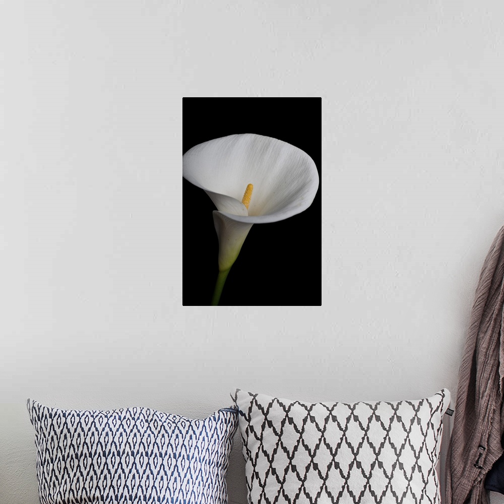 A bohemian room featuring Elegant white calla lily isolated on black background.