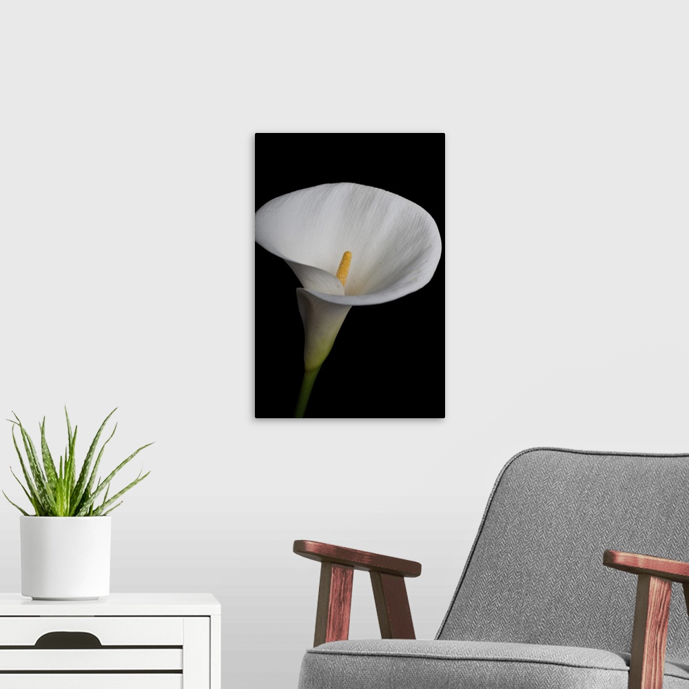 A modern room featuring Elegant white calla lily isolated on black background.