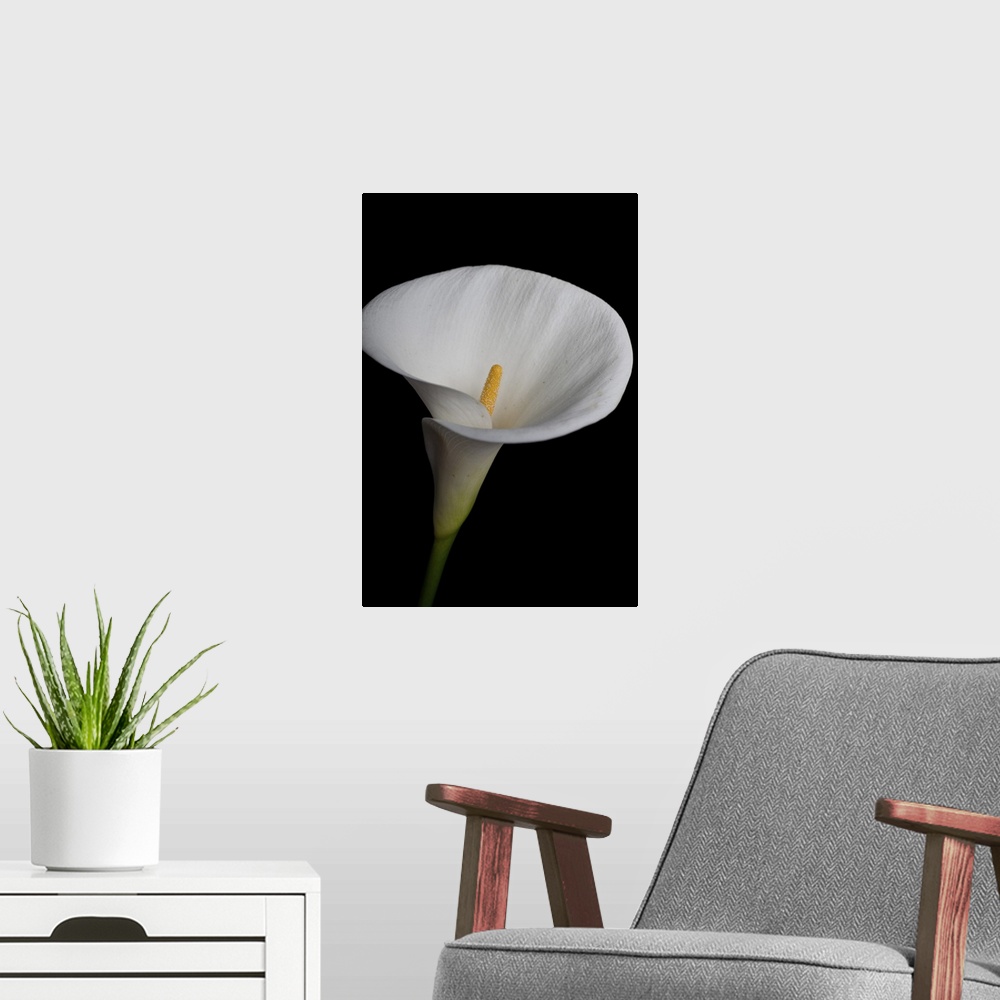 A modern room featuring Elegant white calla lily isolated on black background.