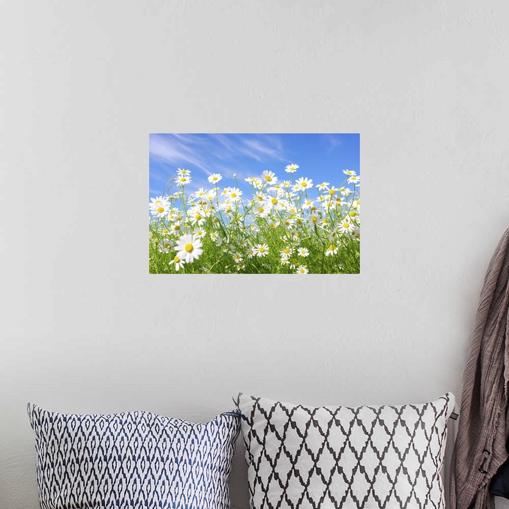 A bohemian room featuring White daisies on blue sky background.