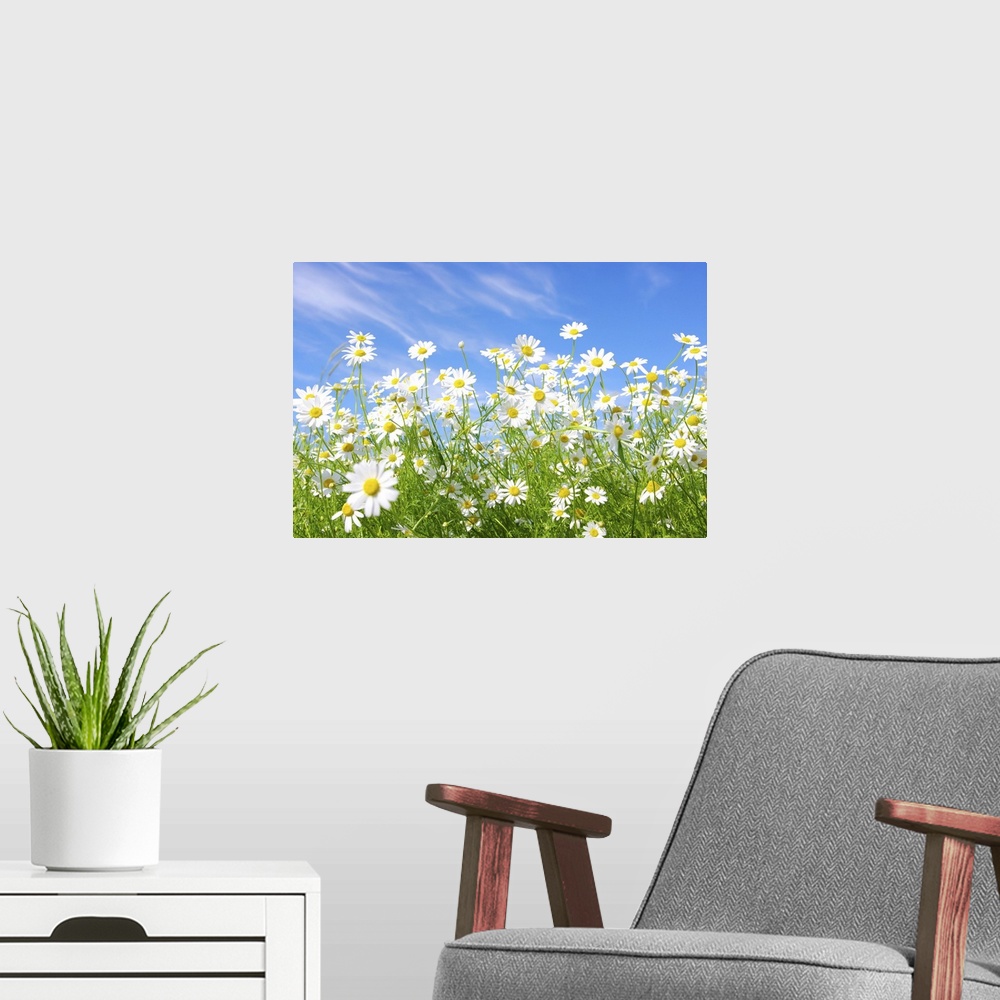 A modern room featuring White daisies on blue sky background.