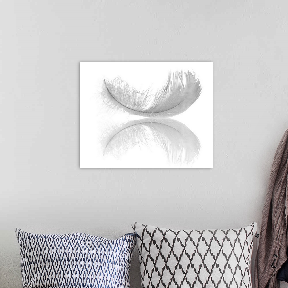 A bohemian room featuring White swan feather isolated on white background.