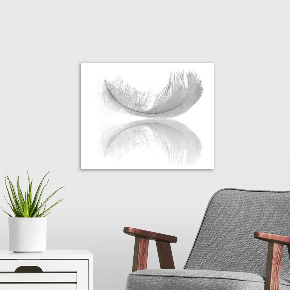 A modern room featuring White swan feather isolated on white background.