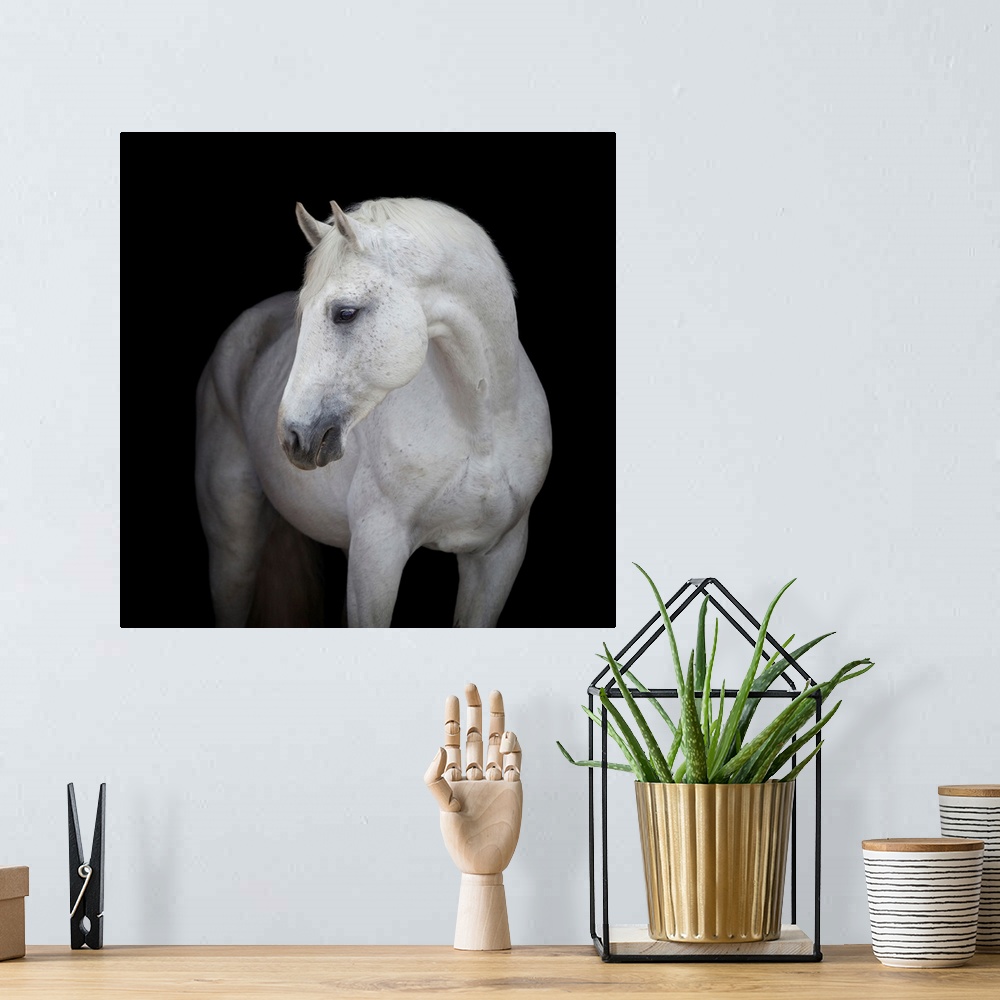 A bohemian room featuring White horse head on black background.