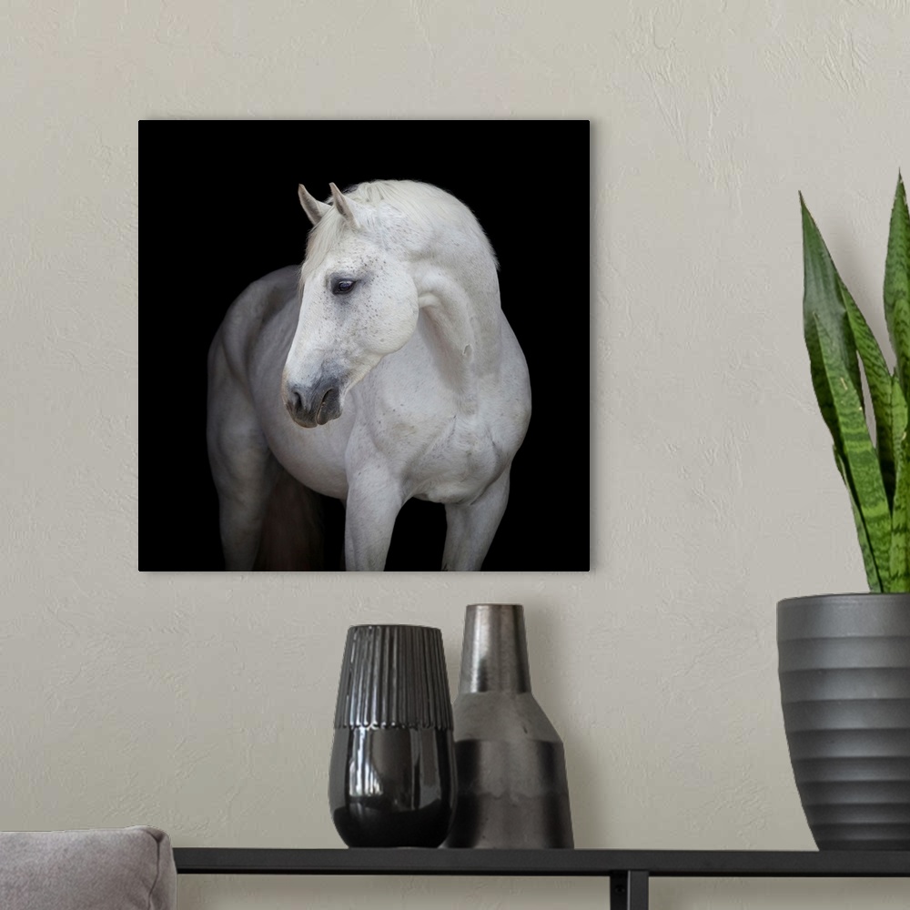 A modern room featuring White horse head on black background.