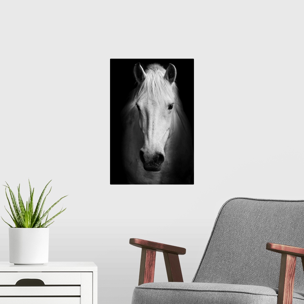 A modern room featuring White Horse Portrait In Black And White