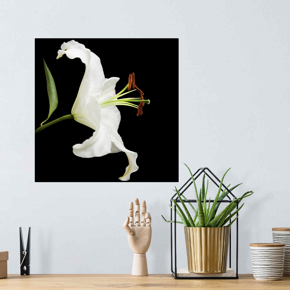 A bohemian room featuring White lily flower isolated on black background.