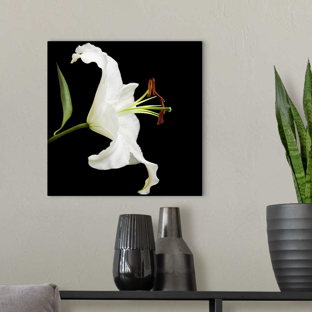 A modern room featuring White lily flower isolated on black background.