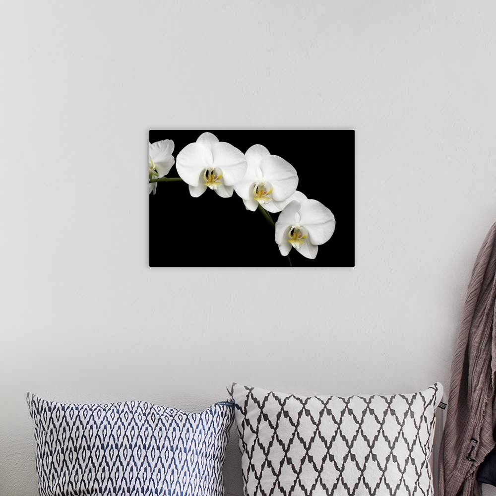 A bohemian room featuring White Orchids On Black Background