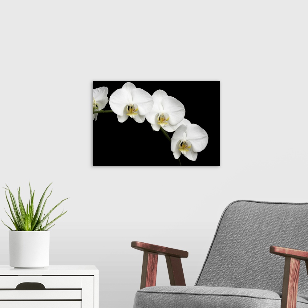 A modern room featuring White Orchids On Black Background