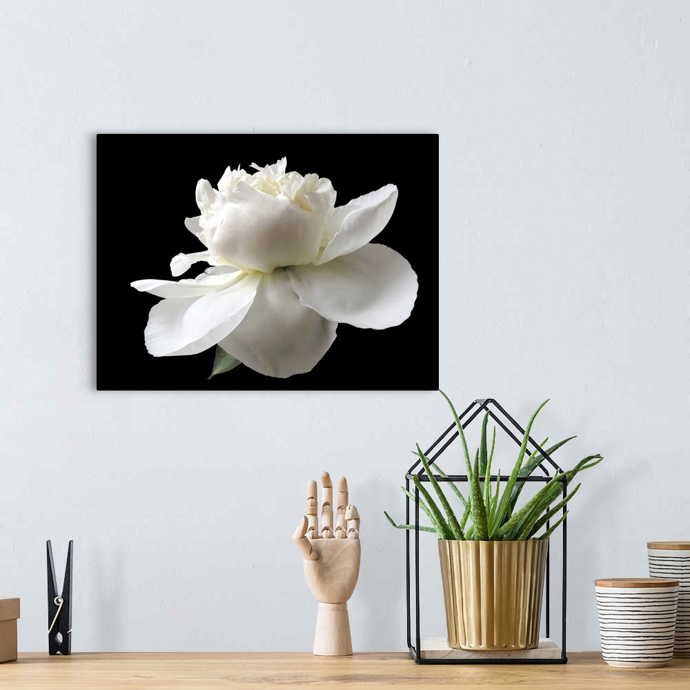 A bohemian room featuring Close up white peony isolated on black background.