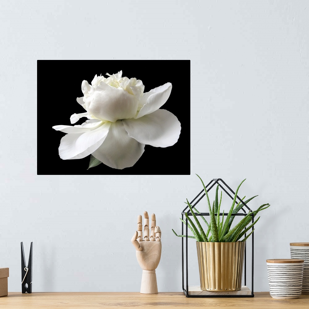 A bohemian room featuring Close up white peony isolated on black background.