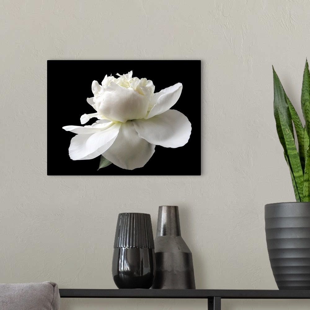 A modern room featuring Close up white peony isolated on black background.