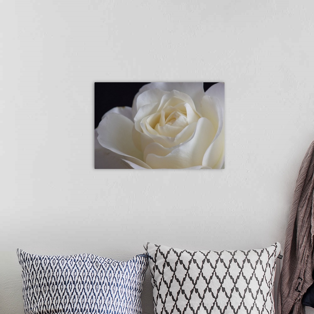 A bohemian room featuring White Rose Blossom