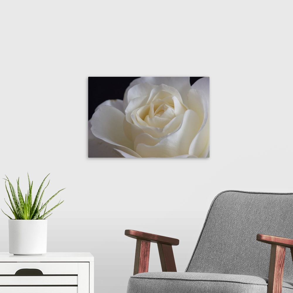 A modern room featuring White Rose Blossom