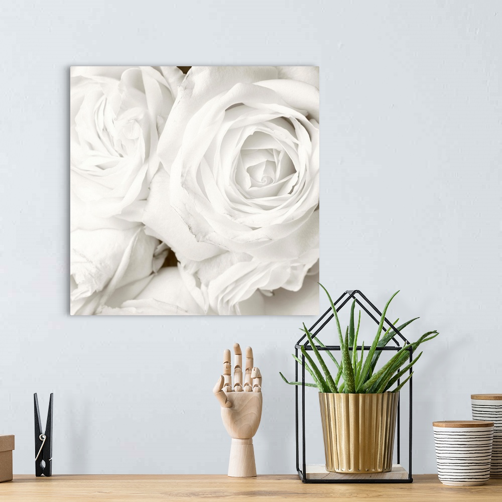 A bohemian room featuring White roses in close up - romantic background.