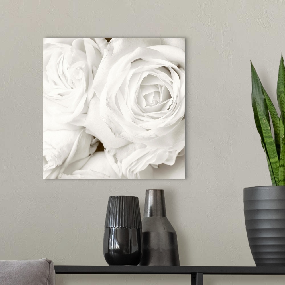 A modern room featuring White roses in close up - romantic background.