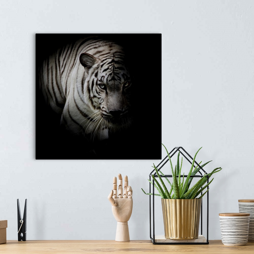 A bohemian room featuring White tiger isolated on black background.